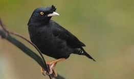 八哥爆料吃瓜视频,揭秘吃瓜视频背后的惊人真相