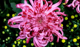 国产精品菊,传承匠心，绽放东方之美